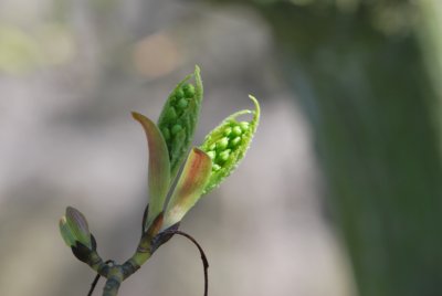 Acer davidii ssp. grosseri - javor Davidův hrubý - jarní pučení